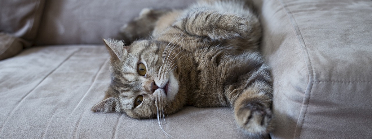 訂製沙發 VS 客製沙發？3分鐘後的你，不再混淆