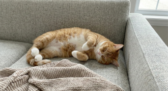 沙發又開花？揭開「貓抓布」的防禦秘密